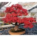 Amefurashi 4 Biji Benih Red Maple Tree Red Maple Pohon Maple Unik. 