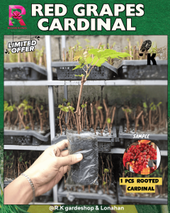CARDINAL PLANTS SEEDLINGS GRAPES ROOTED MATAMIS AT MALAKI ANG BUNGA. BUHAY NA SEEDLINGS