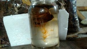FREE Ektrak 250ml Daun ketapang laut OLAHAN SIAP PAKAI TANPA MINYAK 1KG