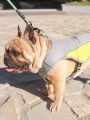 Cooling Harness Vest for Dogs French Bulldog Summer Cooling Vest Outdoor Dog Jacket Safety Reflective Vest Cooler Jacket Sun-ProofCoat Vest for Frenchie(S). 