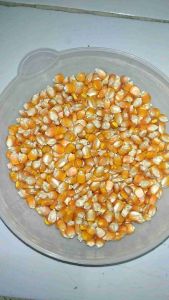 Jagung Kering untuk Camilan: Jagung Kuning Pipil Kering Berat 50 Gram