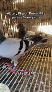 Victery Power Pills Geliwang Nutrition Victery Pills Medication for Pigeon Kalapati Healthcare