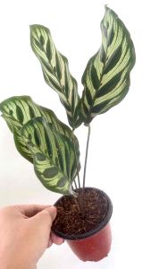 BUY 2 TAKE 1 Calathea Makoyana Peacock