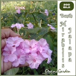 GG | 200 Bunga Pukul Empat Mirabilis Jalapa Pink