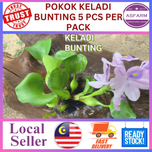 Pokok Keladi Bunting 5 pcs per pack