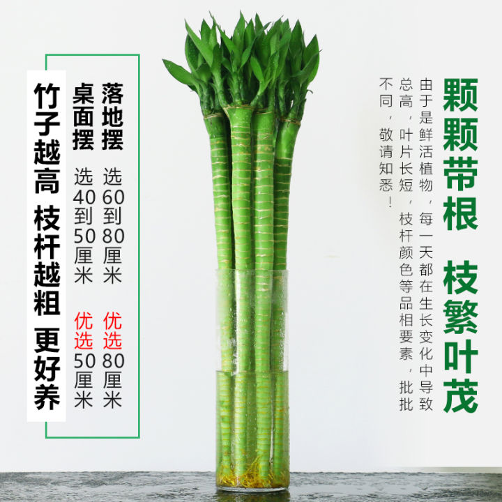 Hydroponic Lucky Bamboo Hydroponic Plant Lucky Bamboo Dragon Bamboo ...