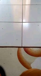 Karet Mesin Cabut Bulu Ayam Potong & Bebek