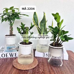 Chậu tự dưỡng vân kim cương trồng cây thuỷ sinhChậu mọng nướcChậu trồng cây Mini để bàn Trang trí Phukienprocare