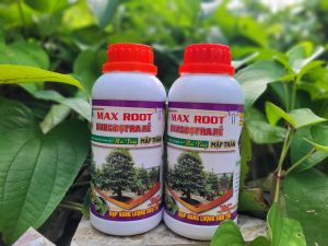 [Freeship Max] Phân bón kích rễ ra tượt mập thân phục hồi cây mai suy yếu BUNG ĐỌT RA RỄ mai vàng chai 500ml_THIEN THINH SHOP
