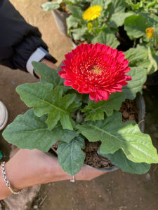 Hoa đồng tiền các màu