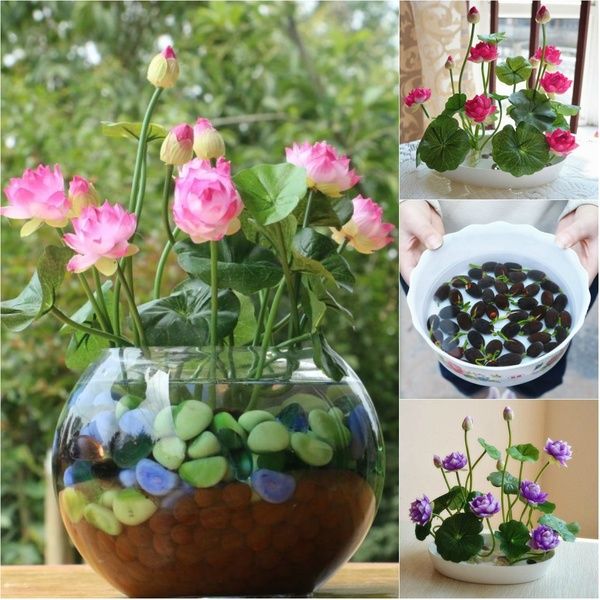 Orchid Seeds 35 Bonsai  For Planting In Bowls Or Ponds  Water Lily Type   USA Grown Lotus Seeds