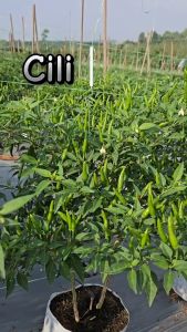 [New]🔥🌶️50 Biji/Seeds Cili Bara (Ori) Pack Biji Cili BARA Cili Api Padi F1 Hybrid Seeds 辣椒 East West Seed Bernih Chili