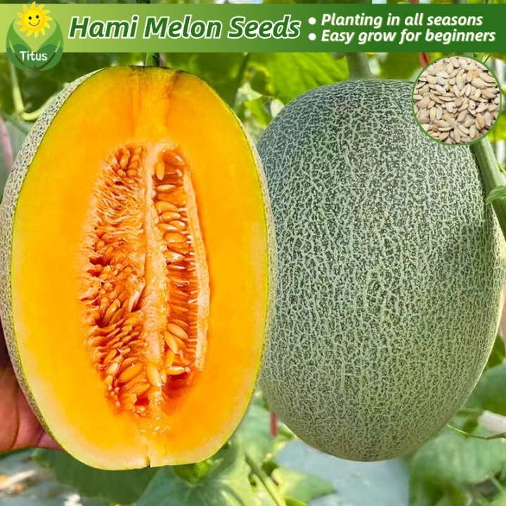 100 Legit Fresh Hami Melon Seeds Fruit Seeds for Planting (70 Seed