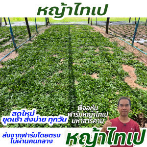 หญ้าไทเป พื้นที่ปลูก 1 ตารางเมตร ได้หญ้าหนัก 0.5 kgปลูกแล้วไม่ได้ตัดตลอดไปแน่นอน