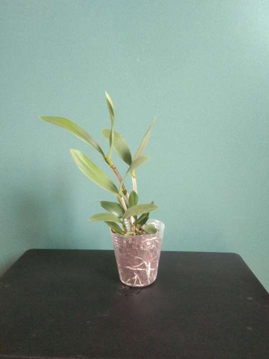 C%C3%A2y%20gi%E1%BB%91ng%20Lan%20r%E1%BB%ABng%20Ki%E1%BB%81u%20T%C3%ADm%20Ho%C3%A0nh%20b%E1%BB%93%20-%20Image%201