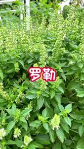 Nine-layer Pagoda Seeds Basil Seeds Edible Sweet Vegetable Seeds Fragrant Herb Golden Money Plant Balcony Garden Vegetable Seeds