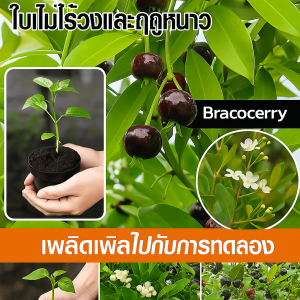 สวนผลไม้ครอบครัวเล็ก ต้นเชอร์รี่ ต้นกล้าเชอร์รี่ การปรับปรุงสิ่งแวดล้อมให้สวยงาม ต้นไม้ธรรมชาติที่หายาก