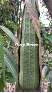 Angled Loofah Patola Seeds: A Guide to Planting & Growing