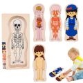 BEIBEI Educational Toys Early Learning Toys Multi-Layer Wooden Human Body Puzzle Boys Girls Parent-child Interaction Body Structure Puzzle Learning Toys Panel Toy Educational Anatomy Jigsaw Cognitive Teaching Aids. 