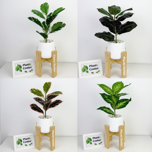Plants Center ต้นไม้ปลอม 9ใบ สูง 45-55ซม รวมไม้ยอดนิยม ไม้มงคล ตกแต่งบ้าน แต่งสวน P008