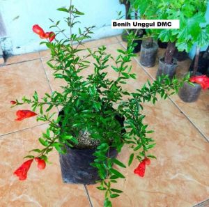 Bibit Delima Merah Jumbo Kondisi Berbunga