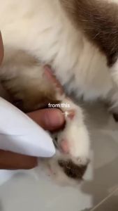 HODEKT Shaver Electric Hair Clipper Dog And Cat Foot Hair Trimmer