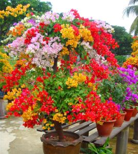Tanaman Bunga Kertas Bugenvil | Bougenville 5 warna ASLI Cantik Warna warni hasil STEK Unggulan