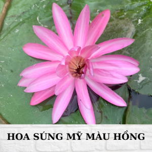 Hoa súng mỹ màu hồng 1 bụi lớn nhiều thân 25k