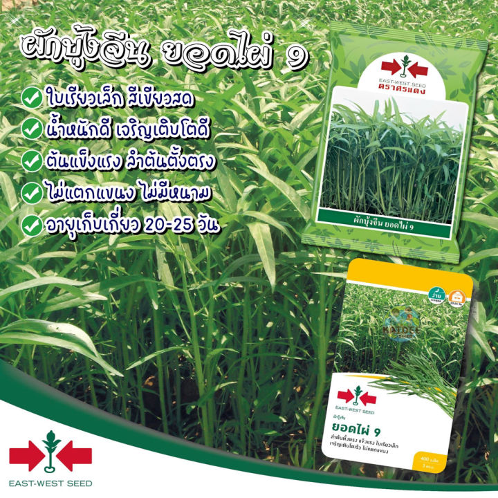 เมล็ดผักบุ้งจีน ยอดไผ่ 9 ตราศรแดง ขนาด 1 กก. และ 400 เมล็ด