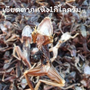 เขียดแห้ง1กิโลกรัมเกรดAหมักตะไคร้ก่อนตากแห้ง อำเภอธาตุพนม เขียดอีโม่ เขียดสำหรับทอดหรือปิ้ง ของแซ่บอีสาน หนัก100กรัม-10กิโล