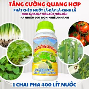 TĂNG CƯỜNG QUANG HỢP – GIẢI PHÁP LÀM CÂY XANH NHANH DÀY LÁ MẬP CHÈO VÀ LỚN TRÁI RÕ RỆT