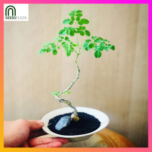 SeedsPLAZA™ - Bonsai Moringa Seeds for Planting Herbal Plants (3 Seed) + Planting Instructions real Malunggay