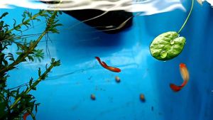 HIGH GRADE ALBINO RED KOI GUPPY PAIRS LINE/GUPPY FISH/GOT POLYSTRENE BOX/DELIVER TIME：MONTUESWED