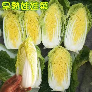 Benih Sayur Wawa (80 Seeds )/娃娃菜籽/ Mini Tientsin Pakchoi Seeds/Baby Chinese cabbage Seeds