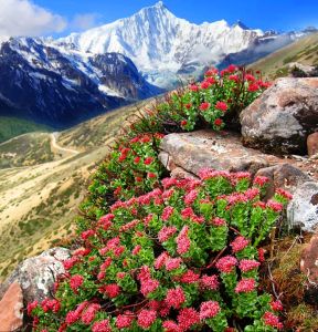 红景天 Rhodiola【浓缩】增强心肺功能 百日咳 提高免疫力 1KG BINAJUS