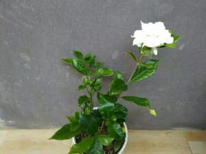 tanaman melati kaca piring pecah piring pohon bunga melati