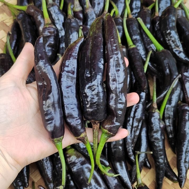 เมล็ดพันธุ์พริกดำดก ปลูกง่าย ผลดก