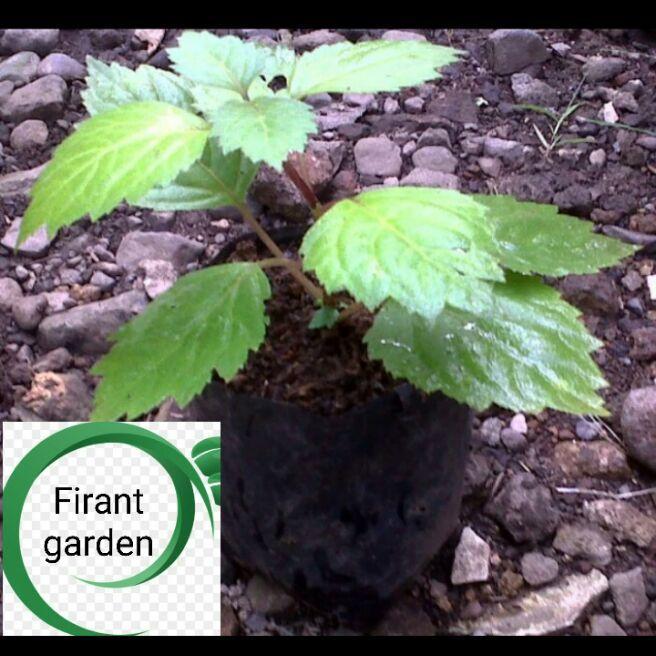 Bibit tanaman nilam-pohon nilam-bibit nilam-bibit parfum