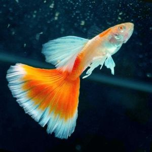 Albino Golden Red Sky Guppy (Male & Female)