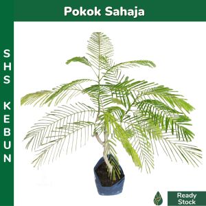 Pokok Ulam Cha Om Pokok Cha Om Petai Cha Om Anak Pokok Petai Cha om 泰国臭菜 臭草 SHS Kebun