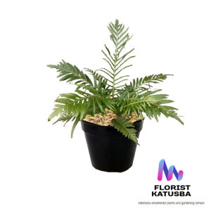 Tanaman Pakis Jibung Hijau Abadi Indoor untuk Dekorasi & Ruangan Taman