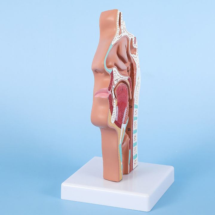 Head Anatomy Nasopharyngeal Model Side Vascular Nerve Model In The Mouth Nose and Throat Nasal Cavity Anatomical Model