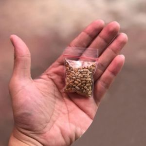 Cat Wheat Grass Pet Grass Biji Benih Rumput Kucing Healthy Cat Food Hairball Solution 猫草 化毛