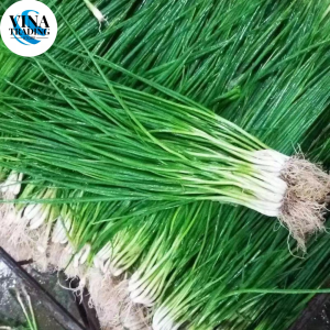 (500 SEEDS) DAHON NG SIBUYAS/BUNCHING ONION /JAKKOU VARIETY/EASY TO GROW/HYBRID