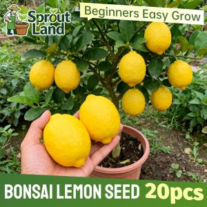[High Germination] Bonsai Lemon Seeds for Plant Fruit Plants (20 Seed) Fresh Lemon Fruit Seeds High Yield Organic Dwarf Lemon Tree Seeds Easy Grow Lemon Tree Seeds for Balcony & Courtyard Home Potted Lemon Live Plant Indoor Plants Heirloom Lemon Seedlings