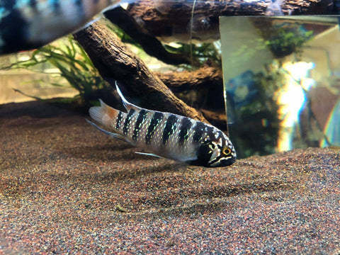 [Livestock] Adoketa (Pair) | Simply Aquatics | Aquatic Fish | Aquarium ...