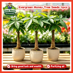 Fast Growing 2pcs High Germination Pachira Money Tree Seeds for Sale Evergreen Pachira Tree Seeds for Planting Lucky Plant Dwarf Money Tree Plant Seeds Ornamental Lucky Tree Seed Home Garden Decoration Bonsai Seeds Indoor Air Plant Flower Seeds
