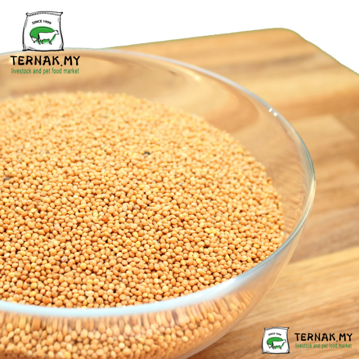 High Grade Pearl Millet (Kambu/Sambau/Sekoi) Birds & Animal feed (1kg