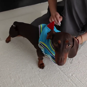 Dinosaur Themed Vest for Pet Dachshund Dog Cosplay Clothing Easy to Wear 2 Leg Design Costume for Dog Birthday Party