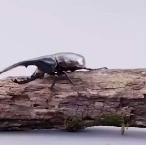 [Handmade] Hercules beetle พวงกุญแจ ด้วง [ทองเหลือง]